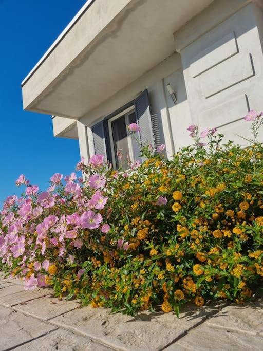 Gramp House Casa Vacanze Cellole Esterno foto
